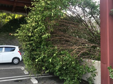 台風倒木